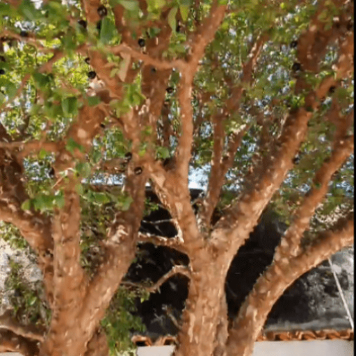 14 - Jabuticabeira